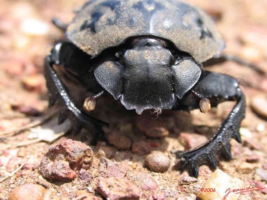 Coleoptera-IMG_1352WTMK-Web