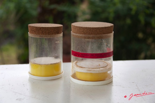 004 Entomologie Bocal a Papillons 9E5KIMG_51876wtmk.jpg