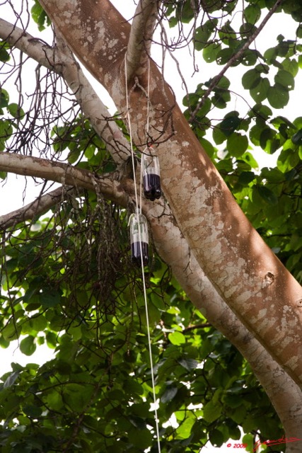 007 Entomologie Pieges IMG_6025wtmk.jpg