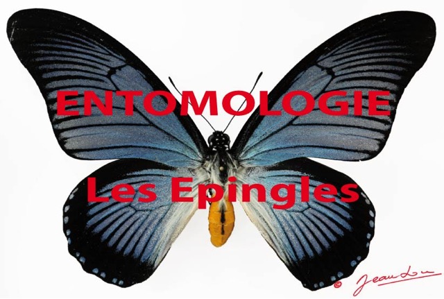 008 Titre Photos Entomologie Epingles.jpg