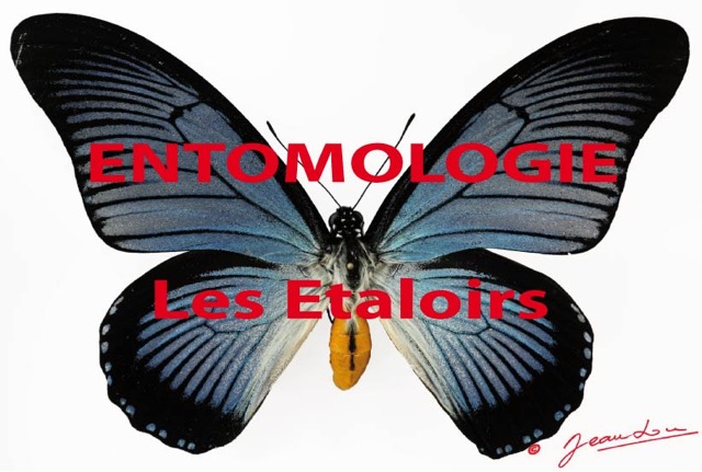 012 Titre Photos Entomologie Etaloirs.jpg