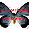 012 Titre Photos Entomologie Etaloirs.jpg