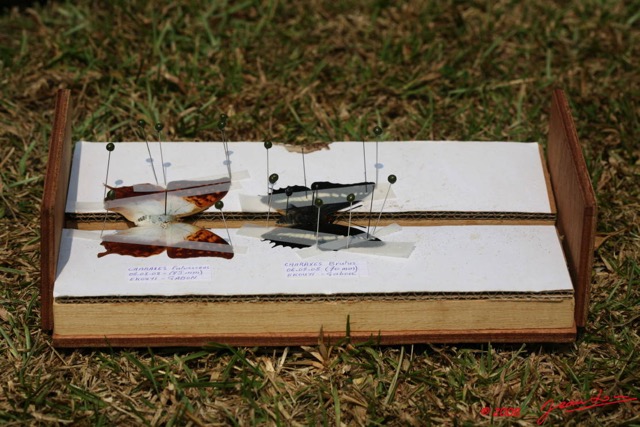 015 Entomologie Etaloir 8EIMG_22404WTMK.JPG