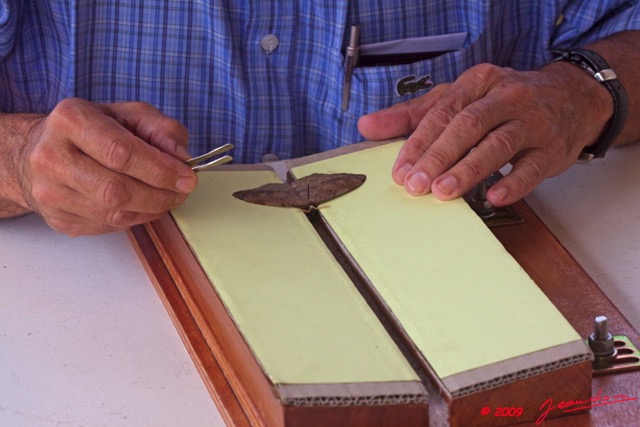 021 Entomologie Etalement Papillon par JLA 9E50IMG_31608wtmk.jpg