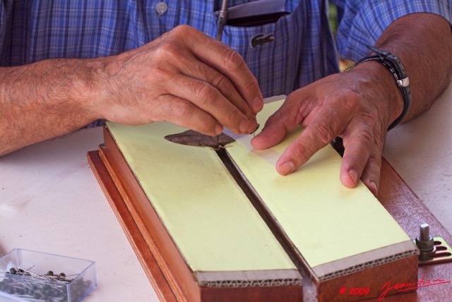 022 Entomologie Etalement Papillon par JLA 9E50IMG_31609wtmk.jpg