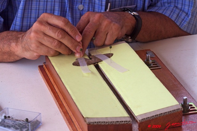 023 Entomologie Etalement Papillon par JLA 9E50IMG_31612wtmk.jpg