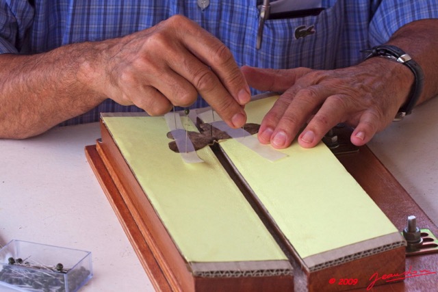 025 Entomologie Etalement Papillon par JLA 9E50IMG_31615wtmk.jpg