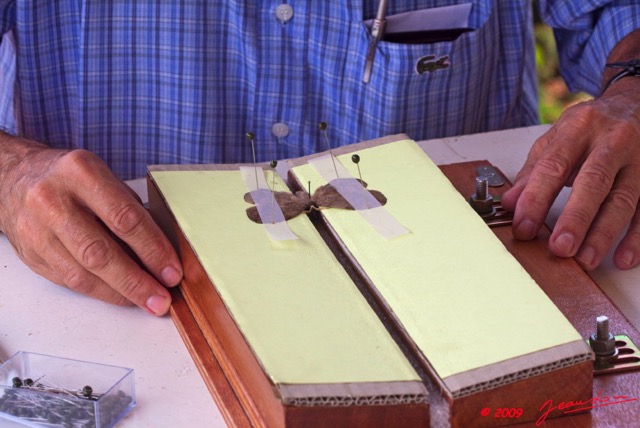 026 Entomologie Etalement Papillon par JLA 9E50IMG_31618wtmk.jpg