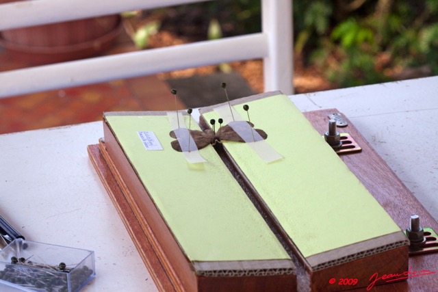 027 Entomologie Etalement Papillon par JLA 9E50IMG_31622wtmk.jpg