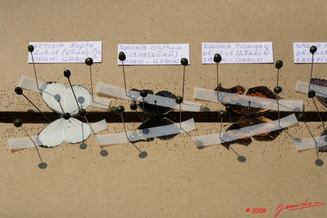 028 Entomologie Etaloir 8EIMG_22389WTMK.JPG