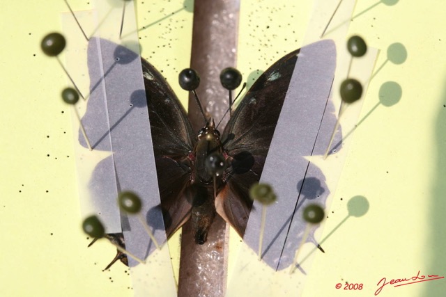 030 Entomologie Papillon Etale 8EIMG_22386WTMK.JPG