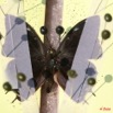 030 Entomologie Papillon Etale 8EIMG_22386WTMK.JPG