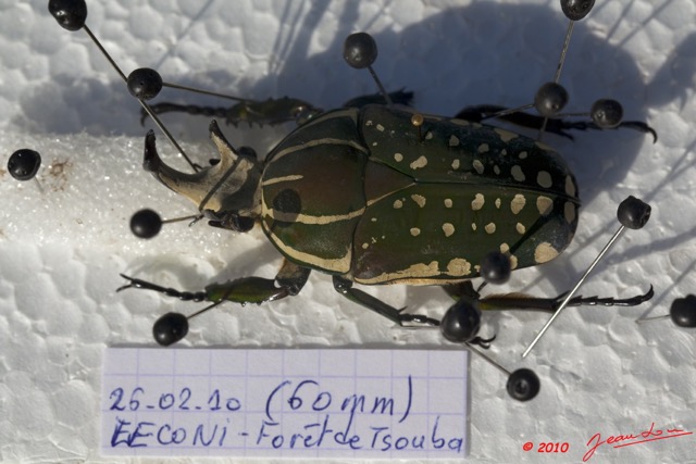 031 Preparation Coleoptere 10E5K2IMG_57421wtmk.jpg