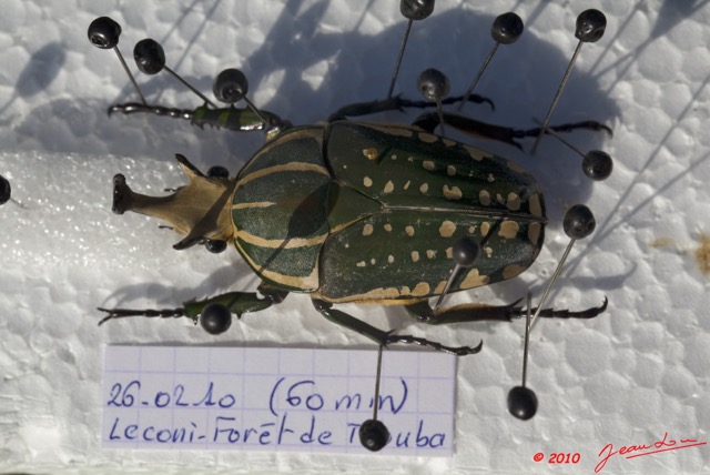 032 Preparation Coleoptere 10E5K2IMG_57422wtmk.jpg