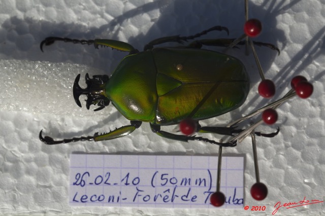 033 Preparation Coleoptere 10E5K2IMG_57423wtmk.jpg