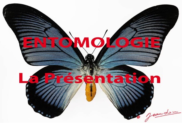 034 Titre Photos Entomologie Presentation.jpg
