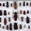 036 Insectes Coleopteres Boite 1 9E5KIMG_51859wtmk.jpg