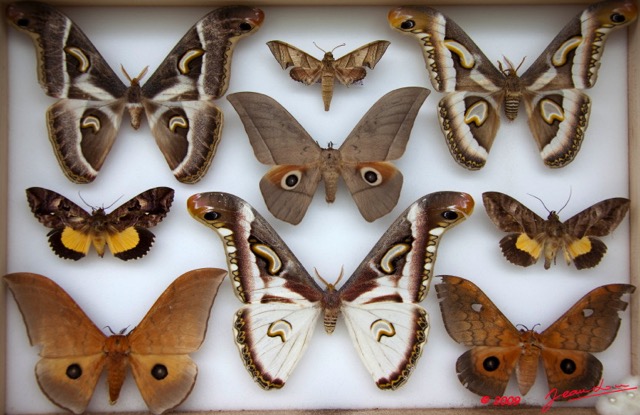 037 Papillons Heteroceres Boite 1 9E5KIMG_51857wtmk.jpg