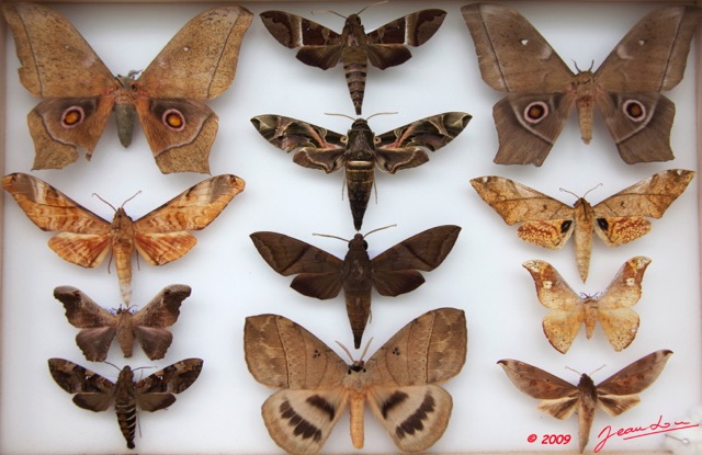 038 Papillons Heteroceres Boite 2 9E5KIMG_51860wtmk.jpg