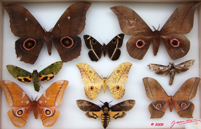 039 Papillons Heteroceres Boite 3 9E5KIMG_51861wtmk.jpg