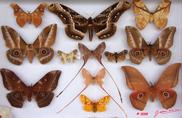 041 Papillons Heteroceres Boite 5 9E5KIMG_51869wtmk.jpg