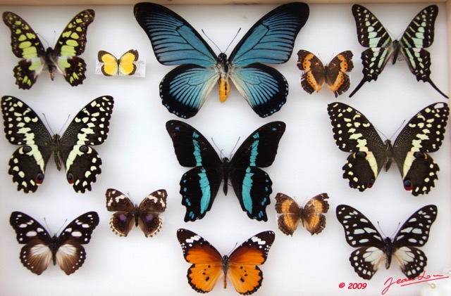 043 Papillons Rhopaloceres Boite 2 9E5KIMG_51862wtmk.jpg