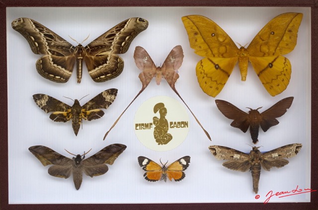 046 Entomologie CIRMF Boite 13 9E5K2IMG_55675wtmk.jpg