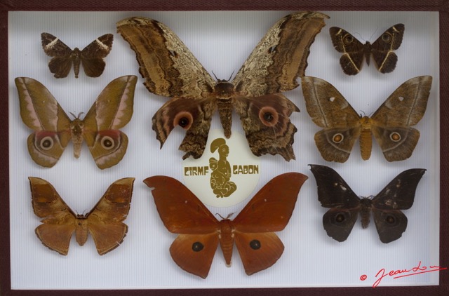 047 Entomologie CIRMF Boite 14 9E5K2IMG_55676wtmk.jpg
