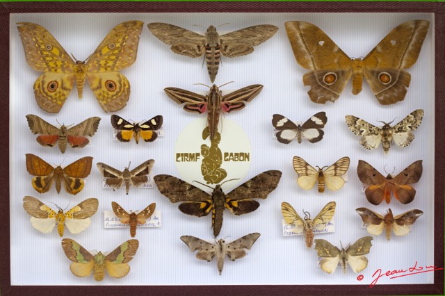 048 Entomologie CIRMF Boite 11 9E5K2IMG_55673wtmk.jpg