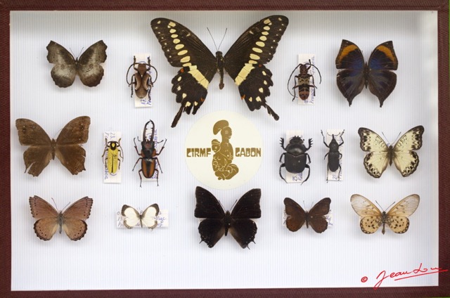 049 Entomologie CIRMF Boite 12 9E5K2IMG_55674wtmk.jpg