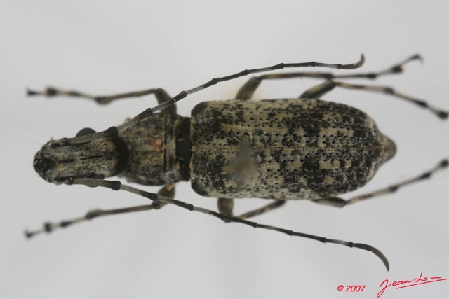 001 Coleoptere (FD) Anthribidae 7EIMG_2679WTMK.JPG
