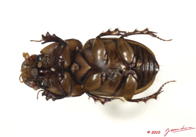 002 Coleoptere 41c (FV) Aphodiinae Aphodius sp 10E5K2IMG_64213wtmk.jpg