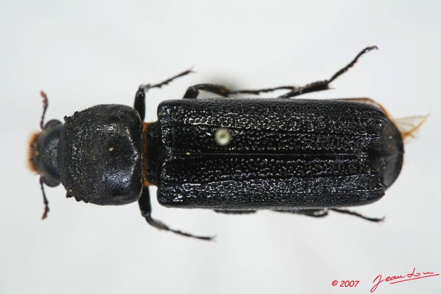 001 Coleoptere (FD) Bostrychidae 7EIMG_1019WTMK.JPG