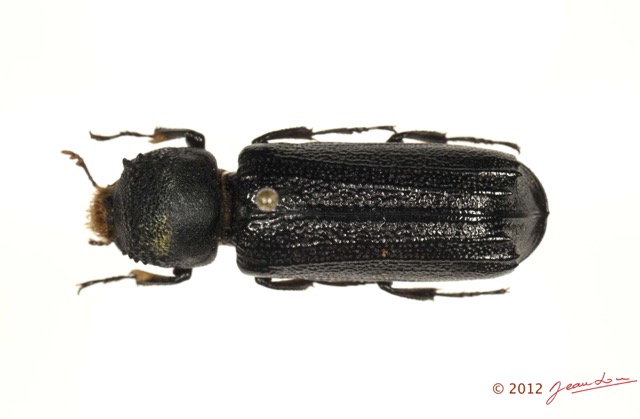 003 Coleoptere 58c (FD) Bostrychidae 12E5K2IMG_73944wtmk.jpg