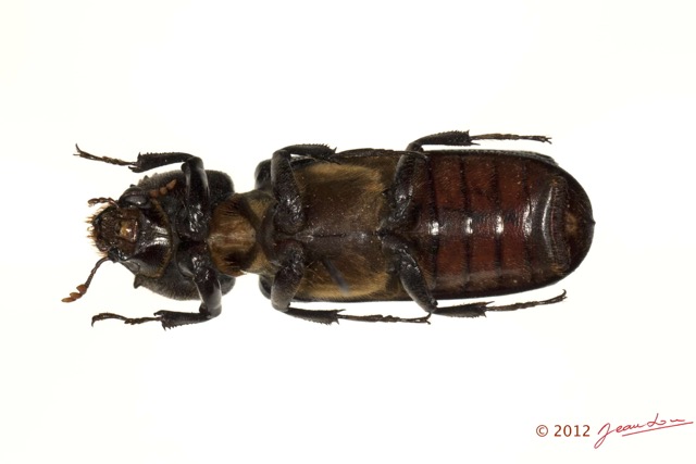 004 Coleoptere 58c (FV) Bostrychidae 12E5K2IMG_73945wtmk.jpg