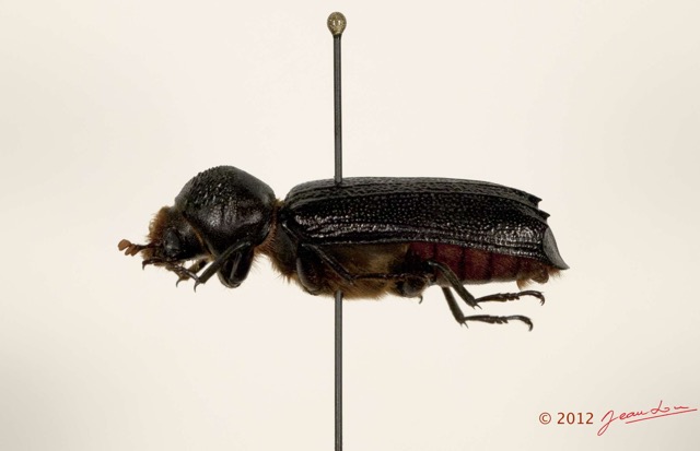 005 Coleoptere 58d (Prof) Bostrychidae 12E5K2IMG_73947wtmk.jpg