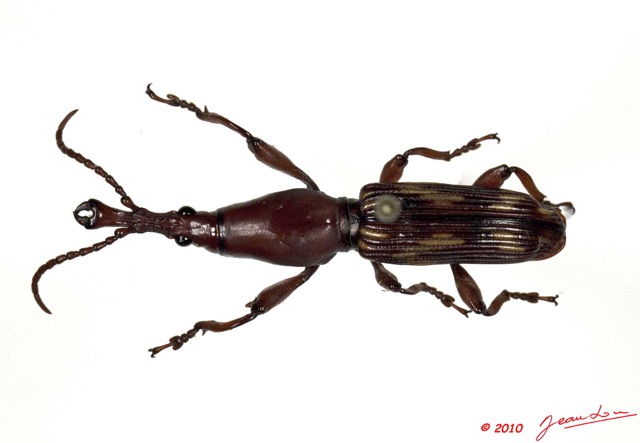 001 Coleoptere 43d (FD) Brentidae Spatherinus gabonicus 10E5K2IMG_64232wtmk.jpg