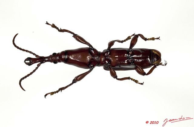 002 Coleoptere 43d (FV) Brentidae Spatherinus gabonicus 10E5K2IMG_64233wtmk.jpg