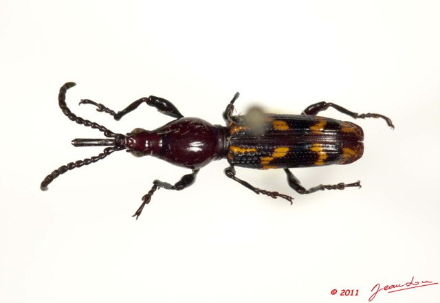 003 Coleoptere 46a (FD) Brentidae Orfilaia vulsellata f 11E5K2IMG_66259wtmk.jpg