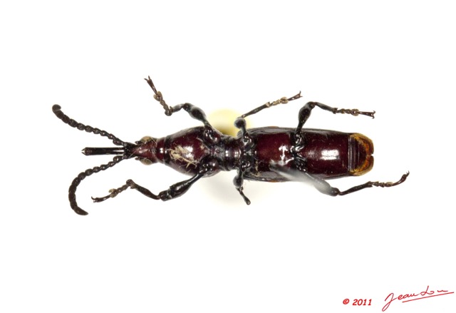 004 Coleoptere 46a (FV) Brentidae Orfilaia vulsellata f 11E5K2IMG_66260wtmk.jpg