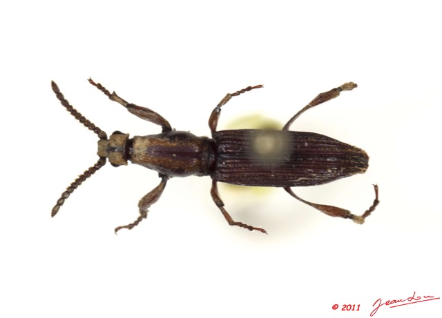 005 Coleoptere 47c (FD) Brentidae 11E5K2IMG_68531wtmk.jpg