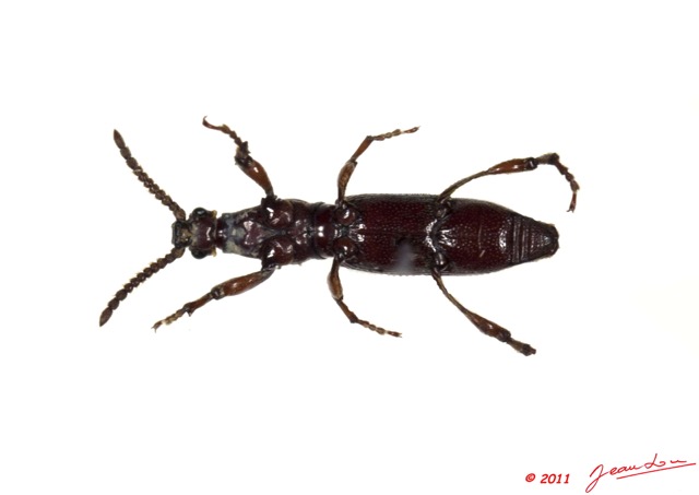 006 Coleoptere 47c (FV) Brentidae 11E5K2IMG_68532wtmk.jpg