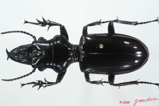 001 Coleoptere (FD) Carabidae Ochryopus gigas 8EIMG_15807WTMK.jpg