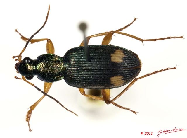 003 Coleoptere 49a (FD) Carabidae 11E5K2IMG_68548wtmk.jpg