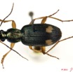 003 Coleoptere 49a (FD) Carabidae 11E5K2IMG_68548wtmk.jpg
