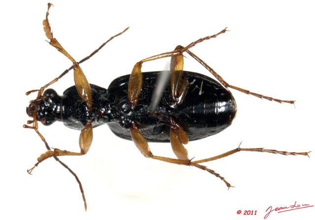 004 Coleoptere 49a (FV) Carabidae 11E5K2IMG_68549wtmk.jpg