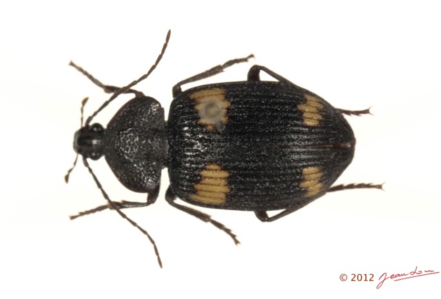 005 Coleoptere 56d (FD) Carabidae 12E5K2IMG_73825wtmk.jpg