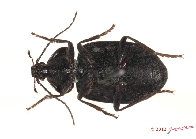 006 Coleoptere 56d (FV) Carabidae 12E5K2IMG_73827wtmk.jpg