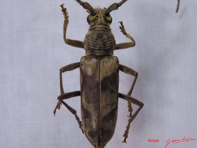 001 Coleoptere (FD) Cerambycidae Pachydissus sp re IMG_3262WTMK.JPG