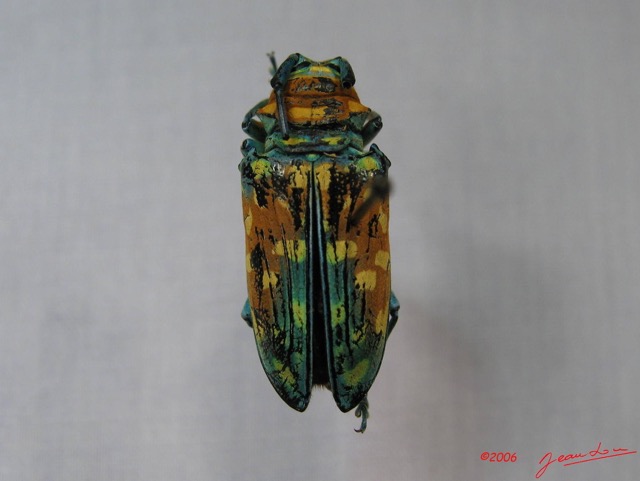 002 Coleoptere (FD) Cerambycidae Sternotomis flavomaculata IMG_3829WTMK.JPG